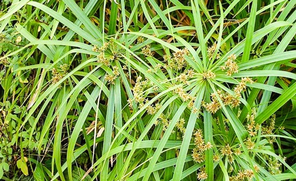 �ҳʵ� # ��  �����������áѹ��